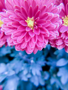菊花