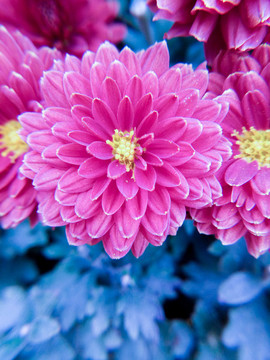 菊花