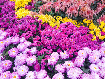 菊花