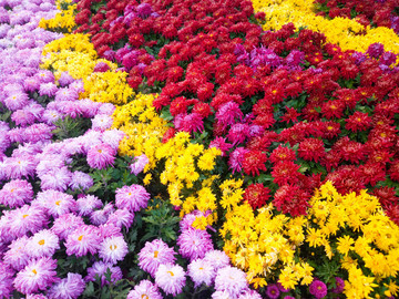 菊花