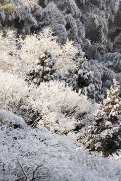 寒冬冰雪照片