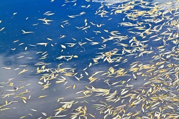 湖水落葉