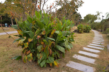 公園里的小路
