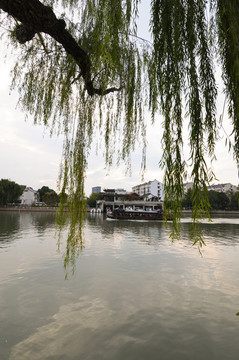 河邊垂柳