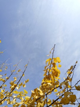 銀杏葉天空