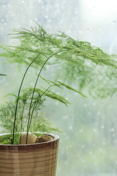 盆載綠植