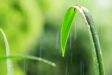 帶雨滴的樹葉