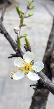 梨花