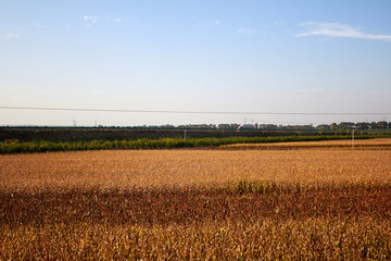 高粱農(nóng)田