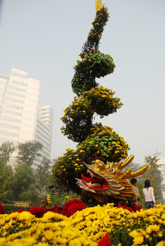 菊花展覽