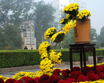 菊花展覽
