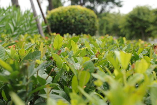 公園盆栽葉