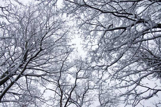 雪后樹梢