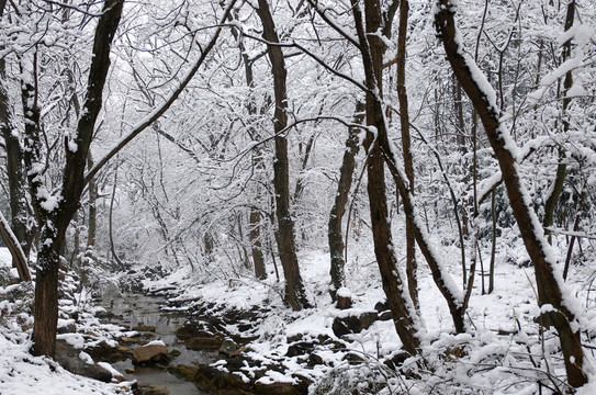 雪中小溪