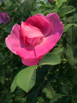 玫瑰花