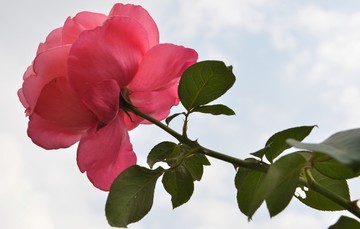 花20181104