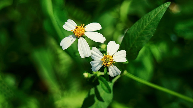 白花鬼針草