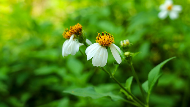 白花鬼針草