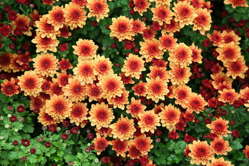 鮮花背景素材