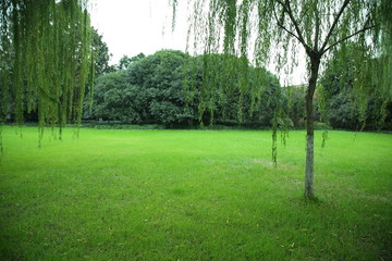 綠色草坪