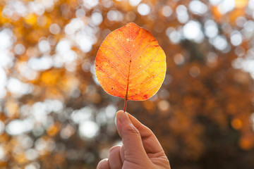 逆光紅葉