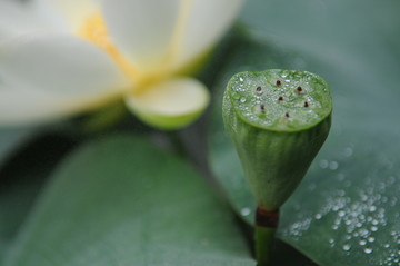 荷花和蓮蓬