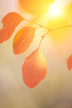 秋天紅葉