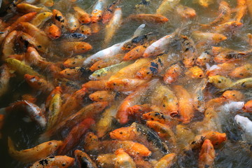 錦鯉