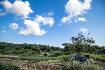 田園田野