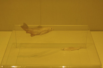 清贝壳浮雕鱼