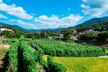 農(nóng)村菜地