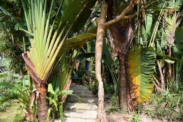旱區(qū)植物