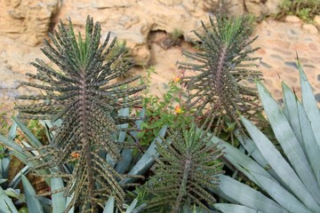旱區(qū)植物
