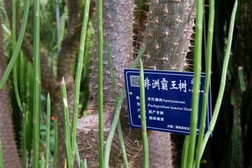 旱區(qū)植物