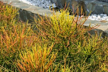 旱區(qū)植物