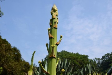 珍稀植物