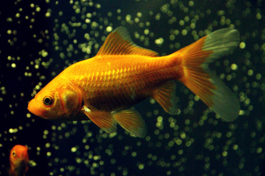 錦鯉魚