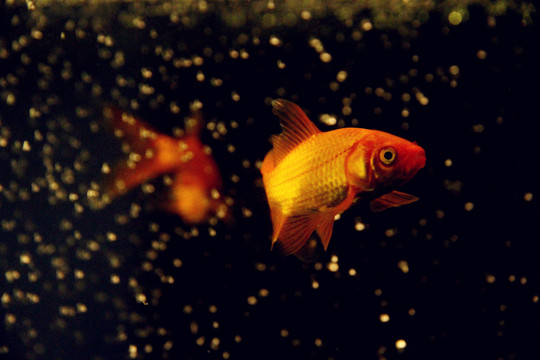 水中寶石錦鯉魚