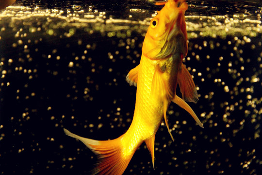 水中芭蕾舞者錦鯉魚(yú)