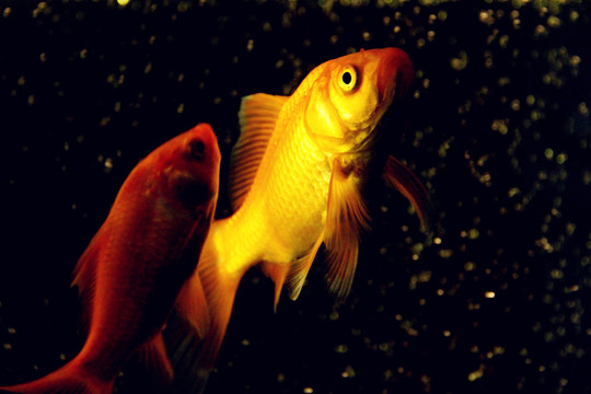 水中芭蕾舞者錦鯉魚