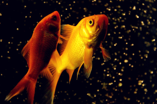 水中芭蕾舞者錦鯉魚