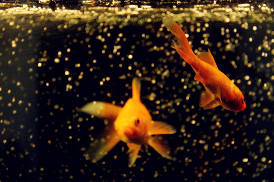 紅色錦鯉魚