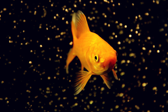 紅色錦鯉魚