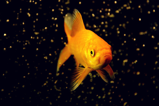 紅色錦鯉魚