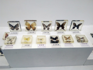 蝴蝶標(biāo)本展示