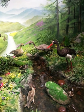 野生鳥類生活場景