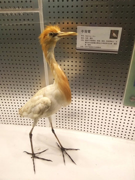 牛背鷺標(biāo)本