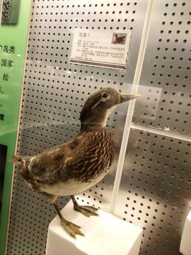鴛鴦標(biāo)本