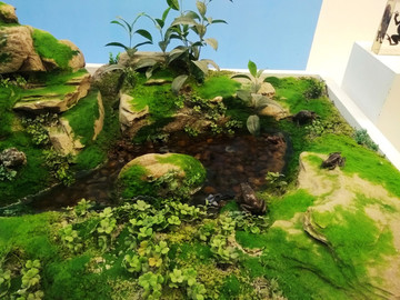 蛙類生活場景展示