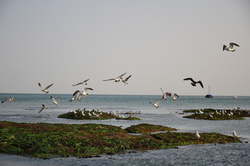 海鳥